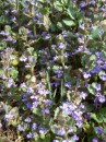 Gundermann - Glechoma hederacea * 864 x 1152 * (430KB)